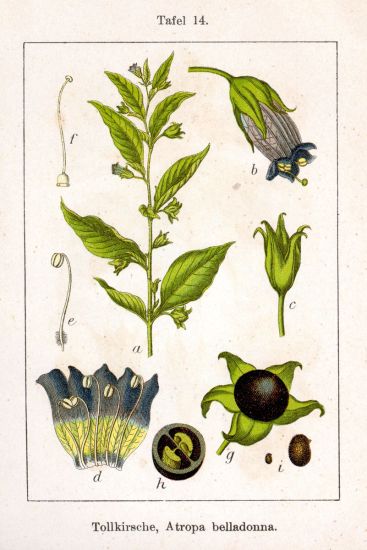 شابیزک